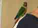 Conure