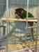 Conure