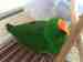 Eclectus