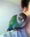 Conure