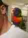 Lory / Lorikeet