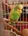 Budgerigar