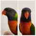 Lory / Lorikeet