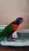 Lory / Lorikeet