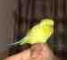 Budgerigar