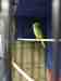 Indian Ringneck Parakeet