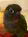 Conure