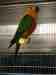 Conure