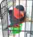 Lory / Lorikeet