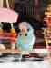 Budgerigar