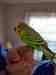 Parakeet