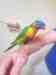 Lory / Lorikeet