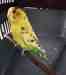 Budgerigar