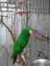 Eclectus