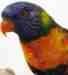 Lory / Lorikeet