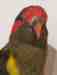 Lory / Lorikeet