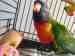 Lory / Lorikeet