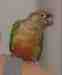 Conure