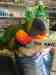 Lory / Lorikeet