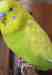 Budgerigar