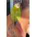 Conure