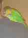 Conure