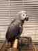 African Grey