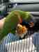 Lory / Lorikeet