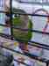 Conure