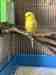 Budgerigar