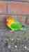 Lovebird