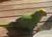 Indian Ringneck Parakeet