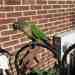 Conure