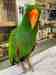 Eclectus