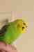 Budgerigar