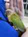 Conure