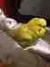 Budgerigar