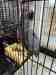 African Grey