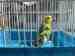 Budgerigar