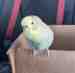 Parakeet