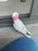 Galah Cockatoo