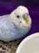 Budgerigar