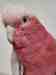 Galah Cockatoo