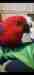 Eclectus