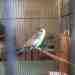 Budgerigar