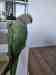 Alexandrine
