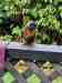 Lory / Lorikeet