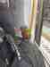 Lory / Lorikeet