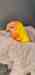 Lory / Lorikeet