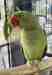 Alexandrine
